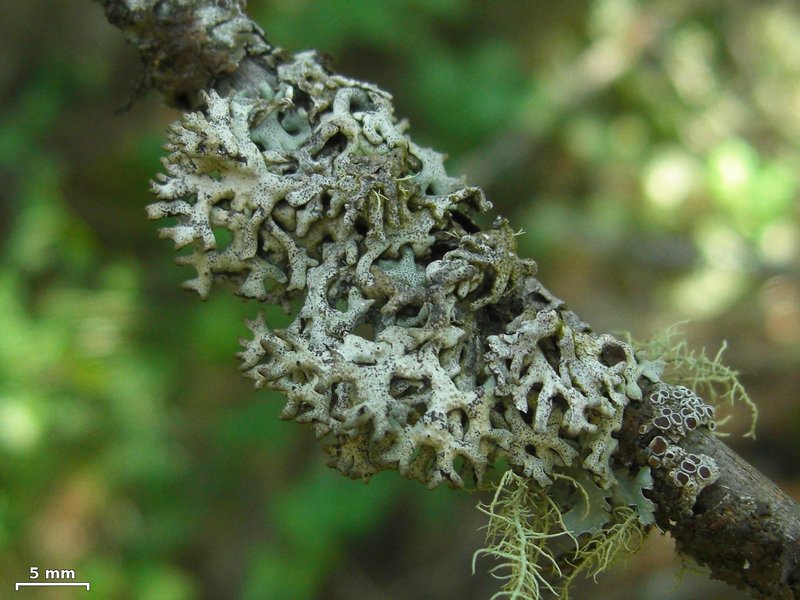 Hypogymnia imshaugii