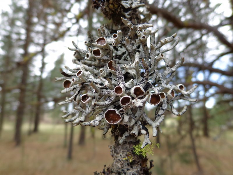 Hypogymnia imshaugii