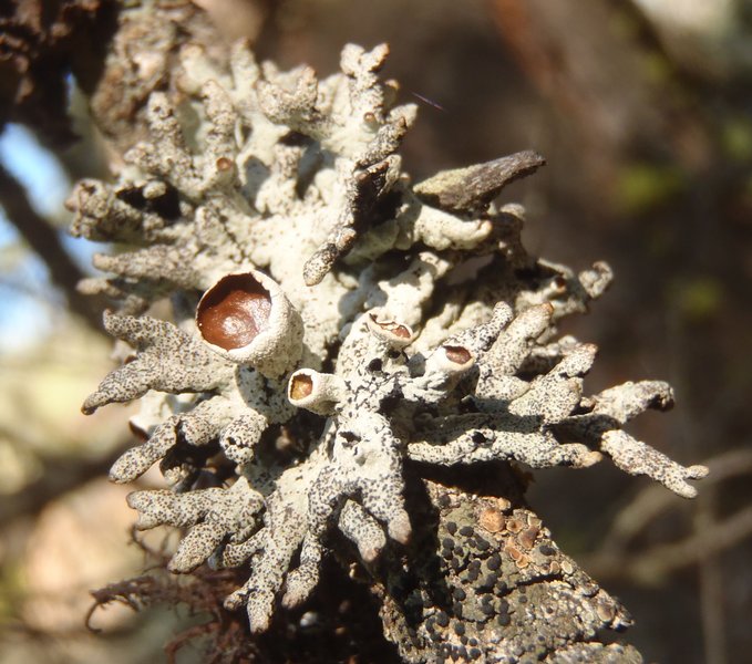 Hypogymnia imshaugii