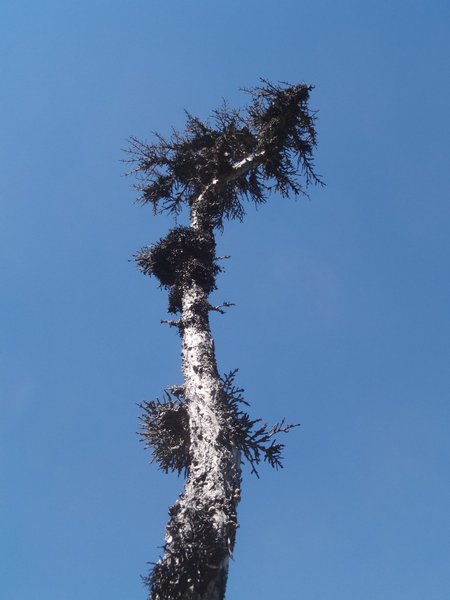 Hypogymnia inactiva
