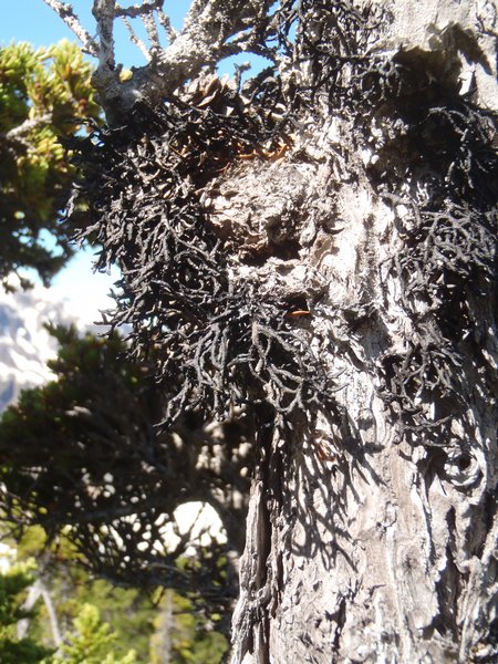 Hypogymnia inactiva