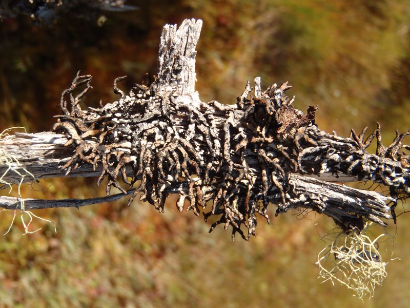 Hypogymnia inactiva