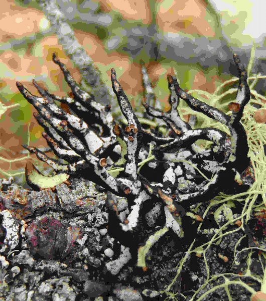 Hypogymnia inactiva