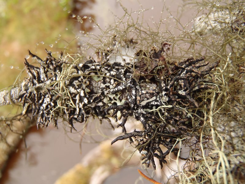 Hypogymnia inactiva