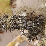 Hypogymnia inactiva