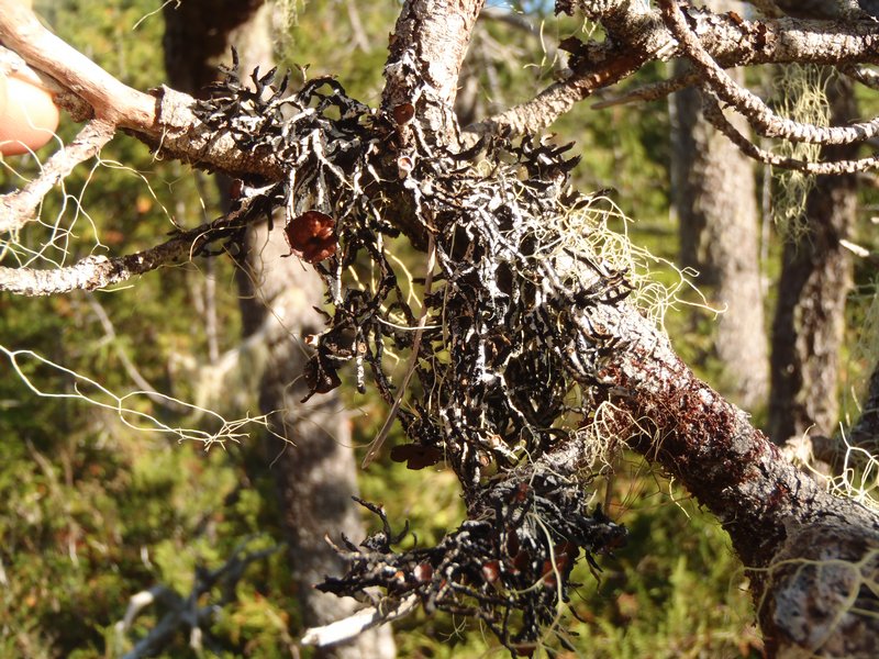 Hypogymnia inactiva