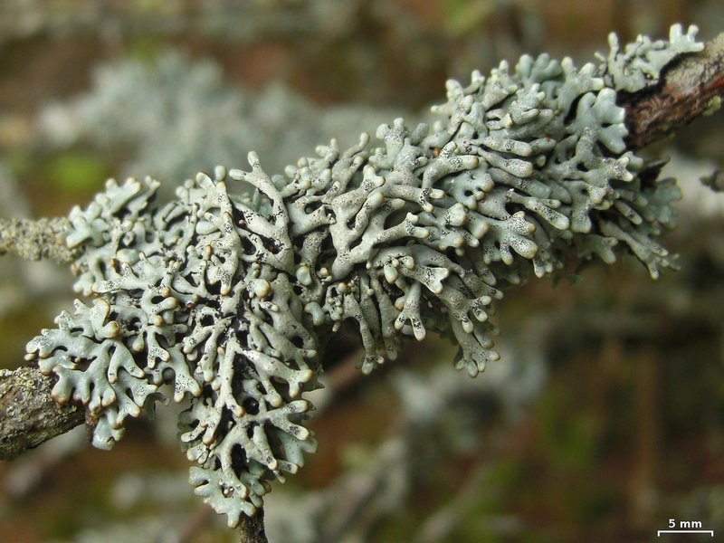 Hypogymnia krogiae