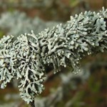Hypogymnia krogiae
