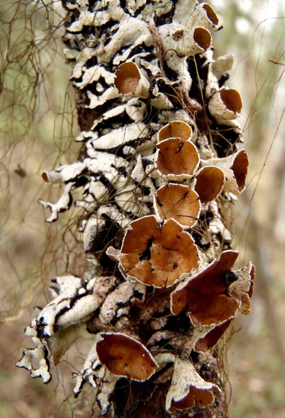 Hypogymnia occidentalis
