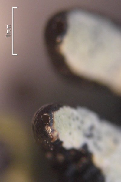 Hypogymnia occidentalis