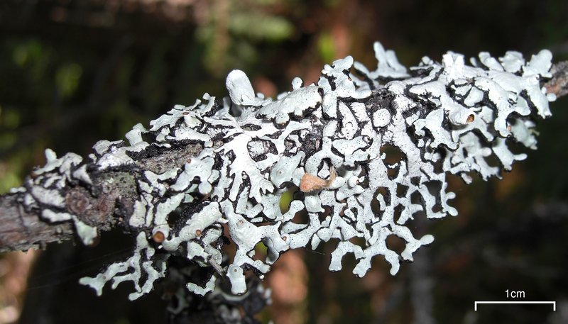 Hypogymnia occidentalis