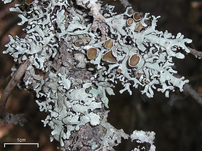 Hypogymnia occidentalis