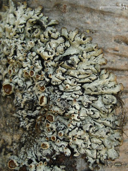 Hypogymnia occidentalis