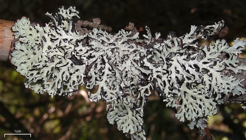 Hypogymnia physodes