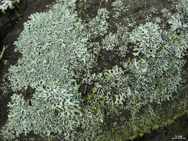 Hypogymnia physodes