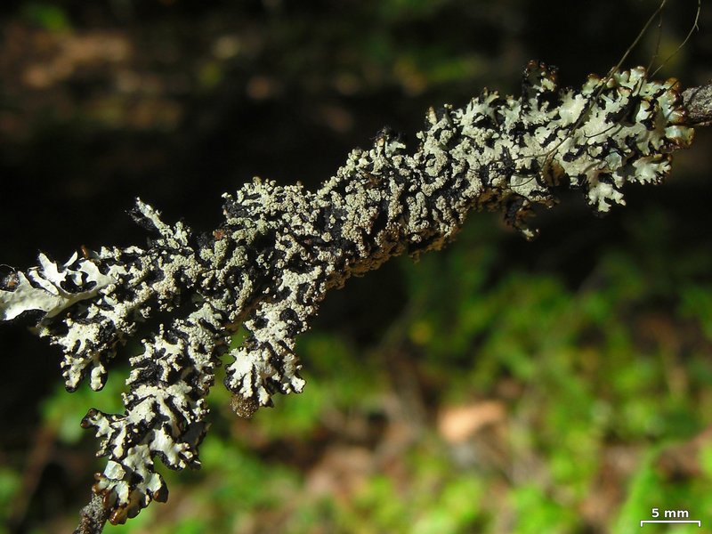 Hypogymnia protea