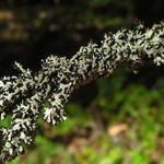 Hypogymnia protea