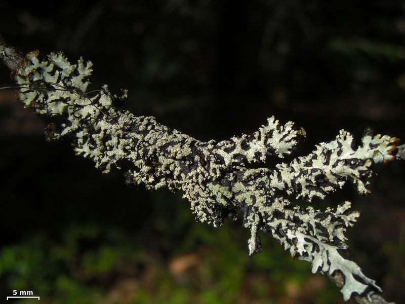 Hypogymnia protea