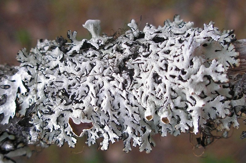 Hypogymnia recurva