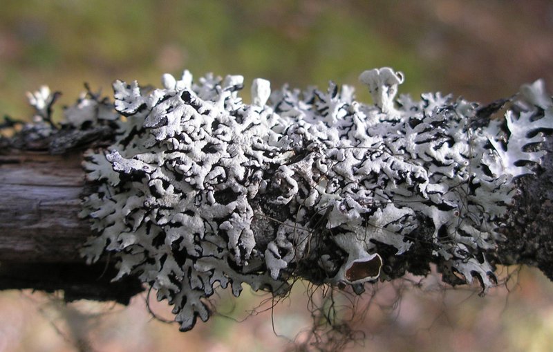 Hypogymnia recurva