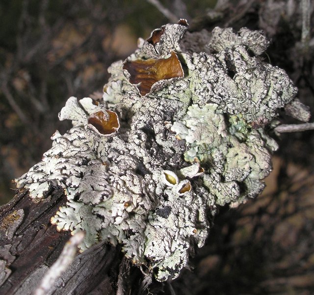 Hypogymnia recurva