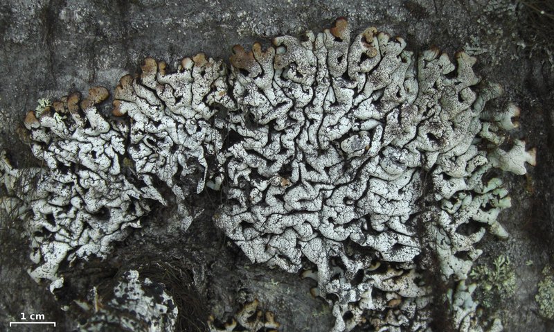 Hypogymnia rugosa