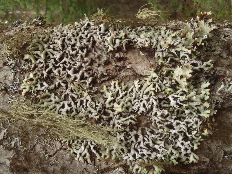 Hypogymnia rugosa