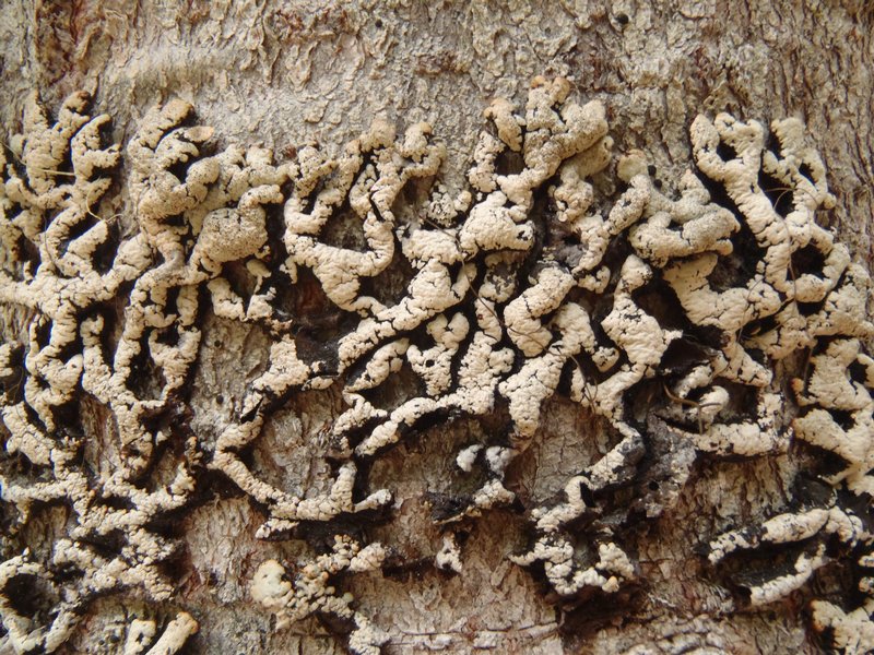 Hypogymnia rugosa