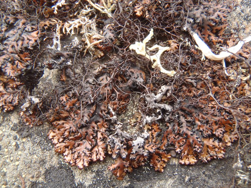 Hypogymnia subobscura