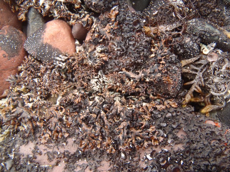 Hypogymnia subobscura