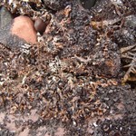 Hypogymnia subobscura