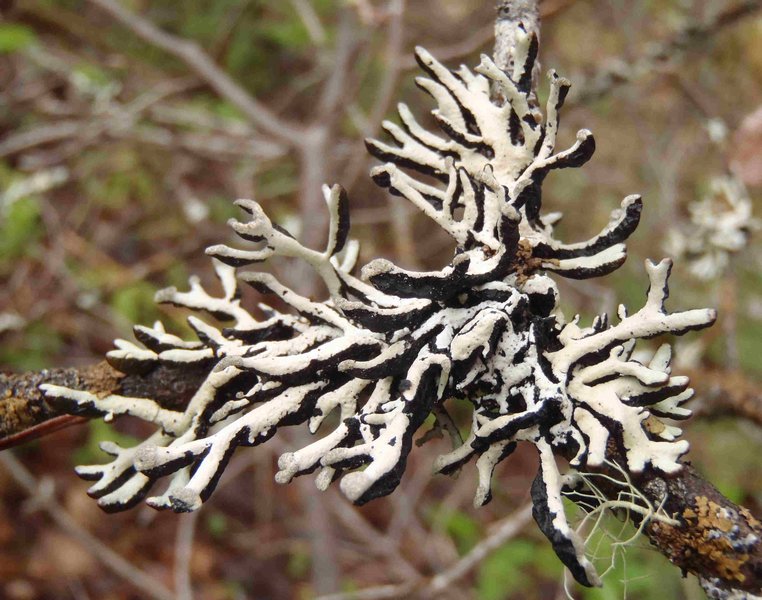 Hypogymnia tubulosa