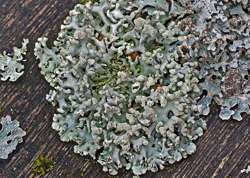 Hypogymnia tubulosa