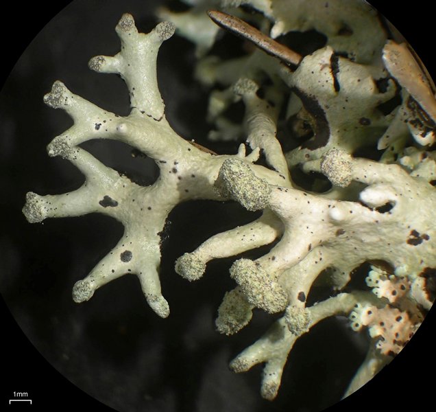 Hypogymnia tubulosa