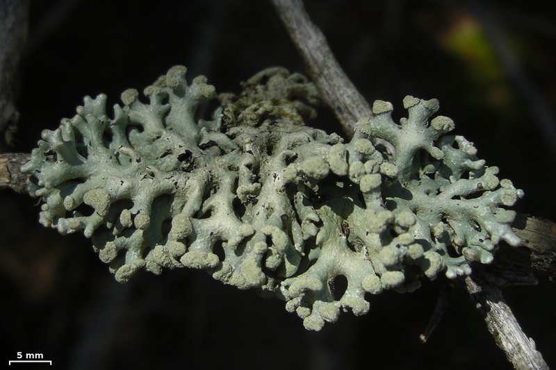 Hypogymnia tubulosa