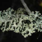 Hypogymnia tubulosa