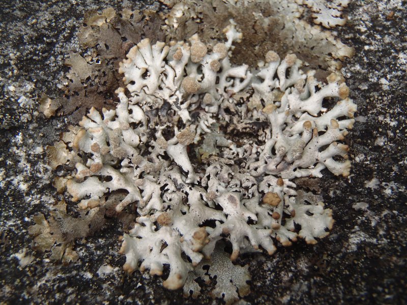 Hypogymnia tubulosa