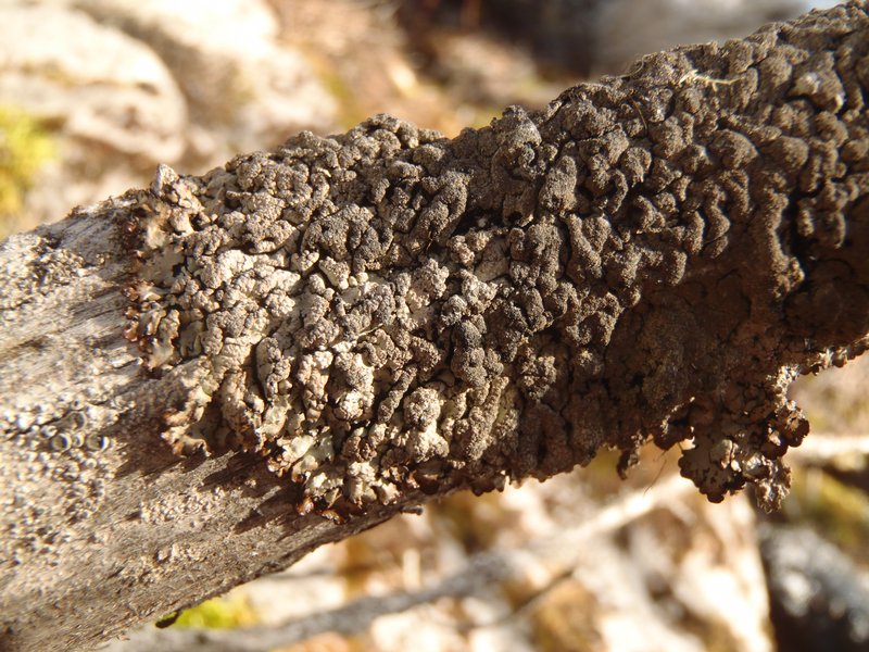 Hypogymnia verruculosa