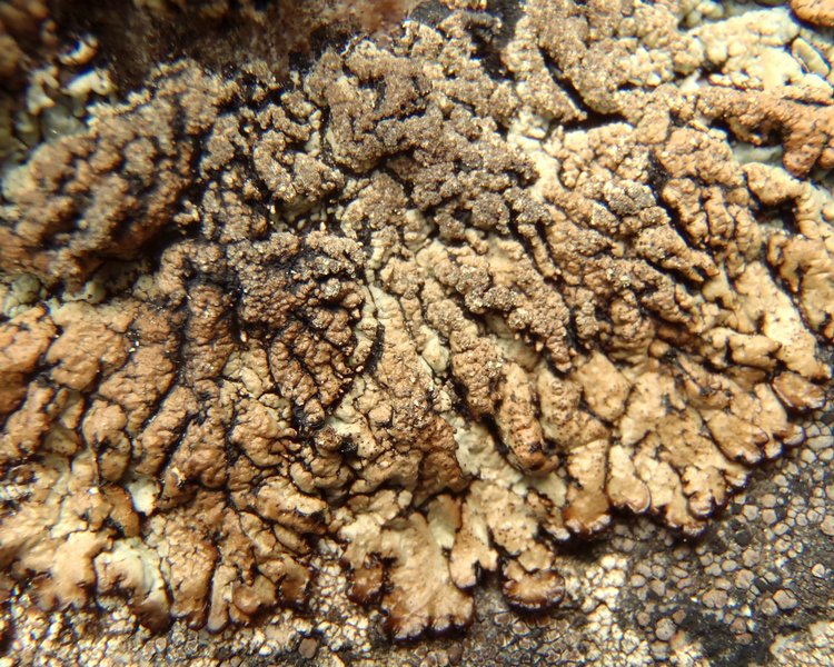 Hypogymnia verruculosa