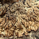 Hypogymnia verruculosa