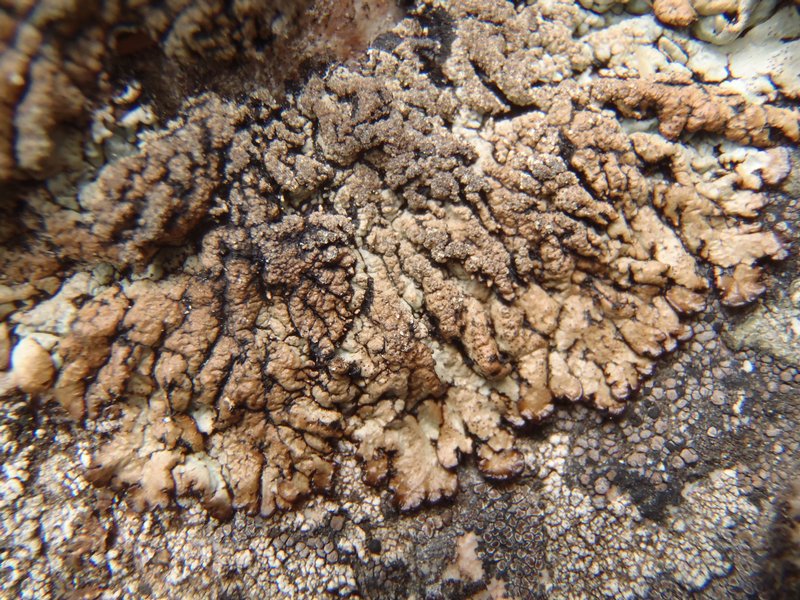 Hypogymnia verruculosa