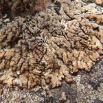 Hypogymnia verruculosa