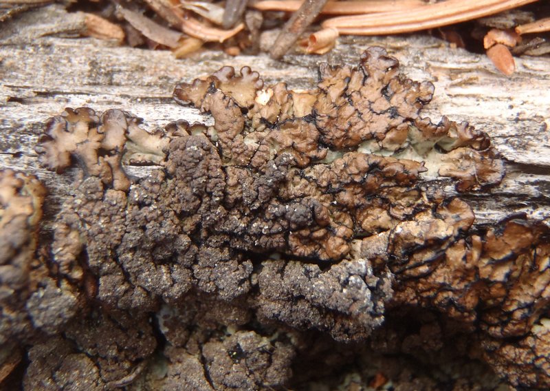 Hypogymnia verruculosa