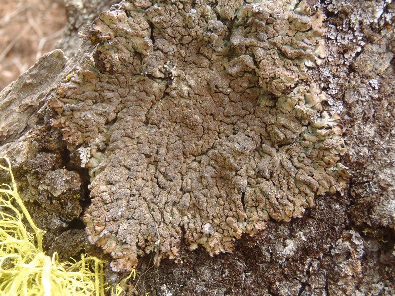 Hypogymnia verruculosa