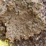 Hypogymnia verruculosa