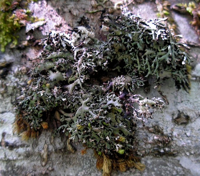 Hypogymnia vittata