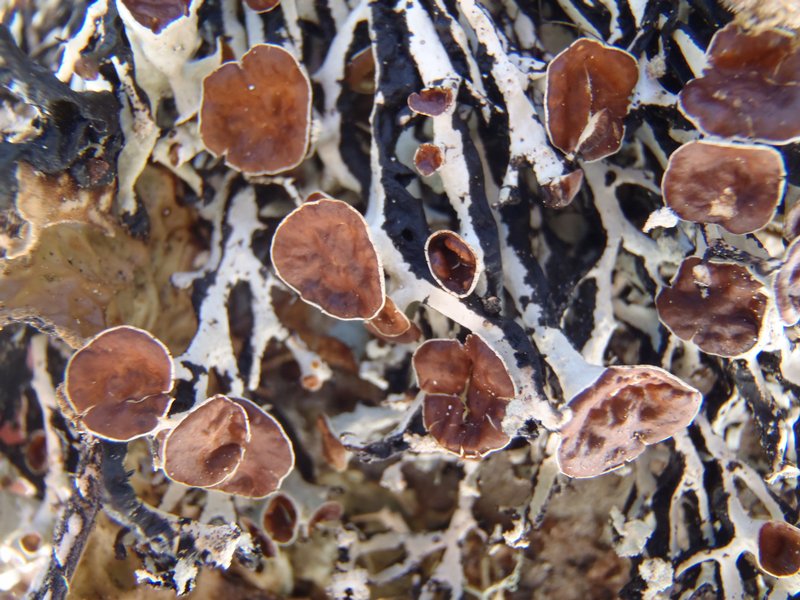 Hypogymnia vittata