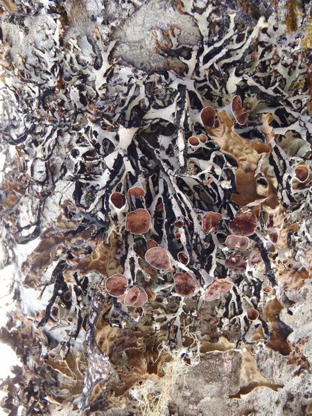 Hypogymnia vittata