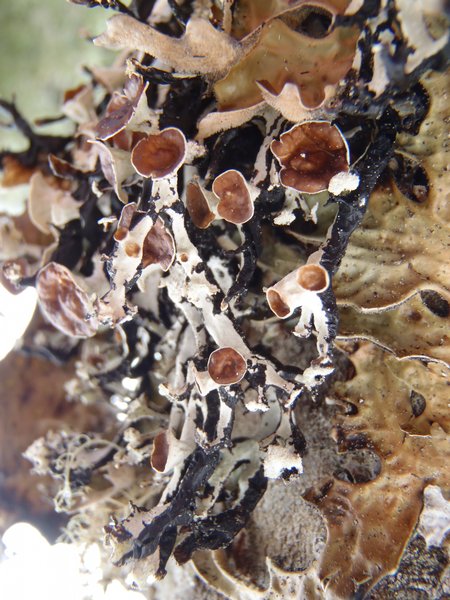 Hypogymnia vittata