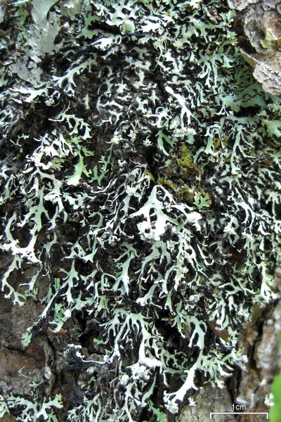 Hypogymnia vittata